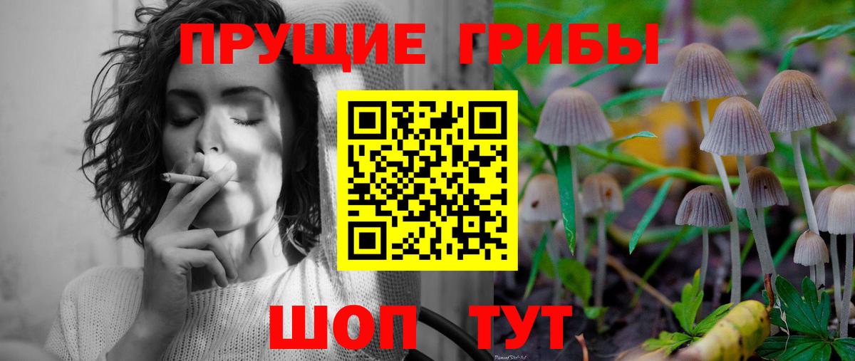 Галлюциногенные грибы Psilocybe Юрга